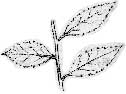 Alt%20Leaves.jpg (3285 bytes)