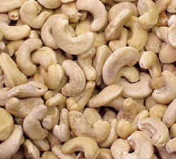 Raw Cashew Nuts Are They Really Raw Cashew Apple Tree