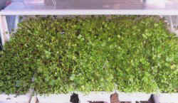growingsprouts.jpg (14763 bytes)